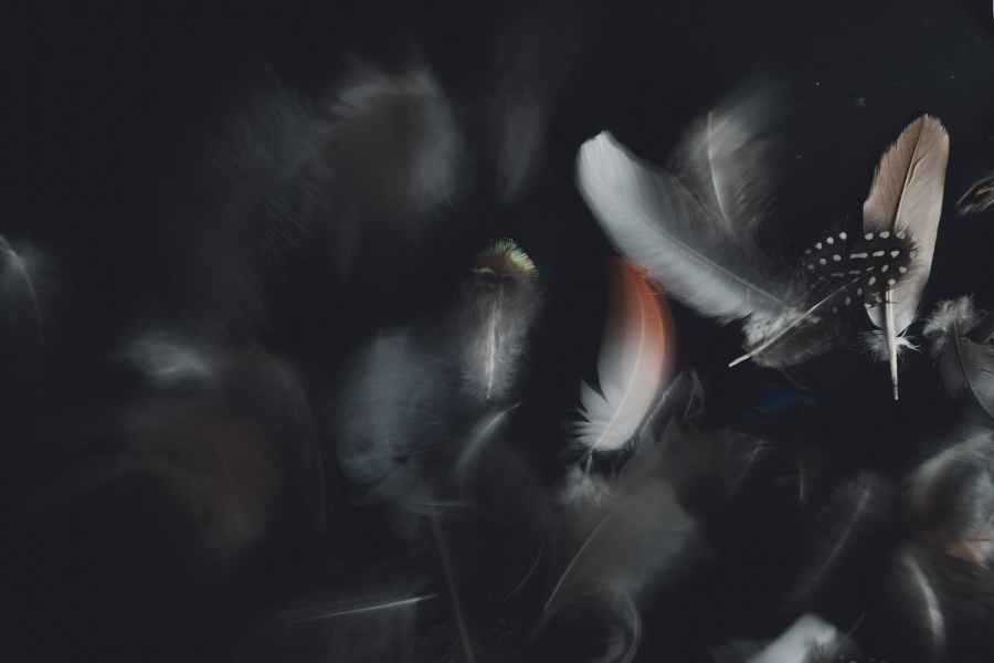 delicate feathers on black background