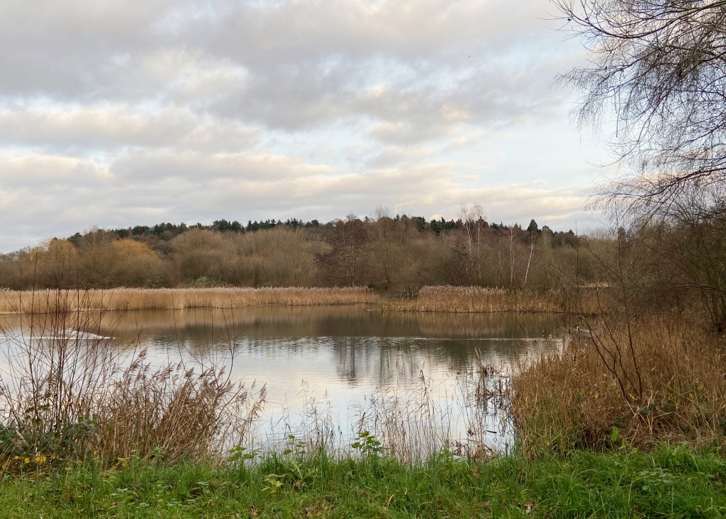 Winter lake with grass in foreground and a wooded hill behind